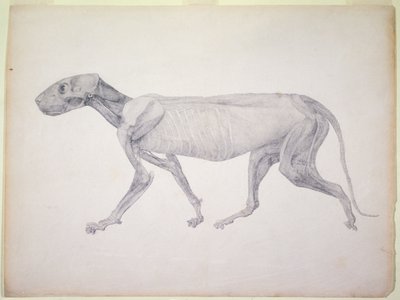 Tiger: Från serien "A Comparative Anatomical Exposition of the Structure of the Human Body with that of a Tiger and a Common Fowl" (grafit på papper). av George Stubbs